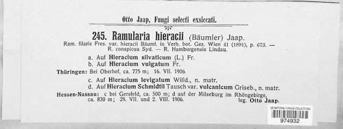 Ramularia hieracii image